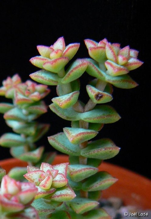 Crassula conjuncta P1220132z